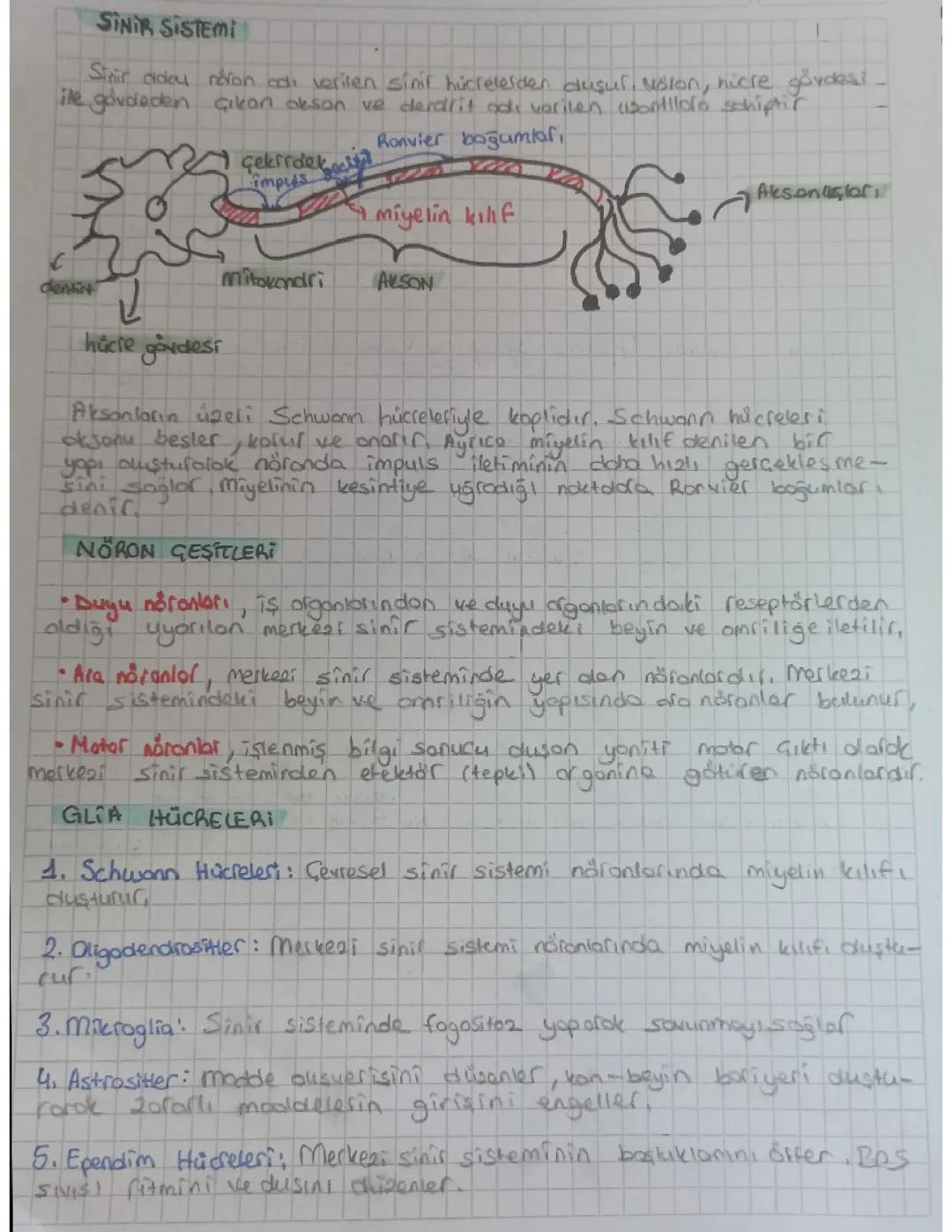 11.sinif biyoloji sinir sistemi ve beynin bölümleri
