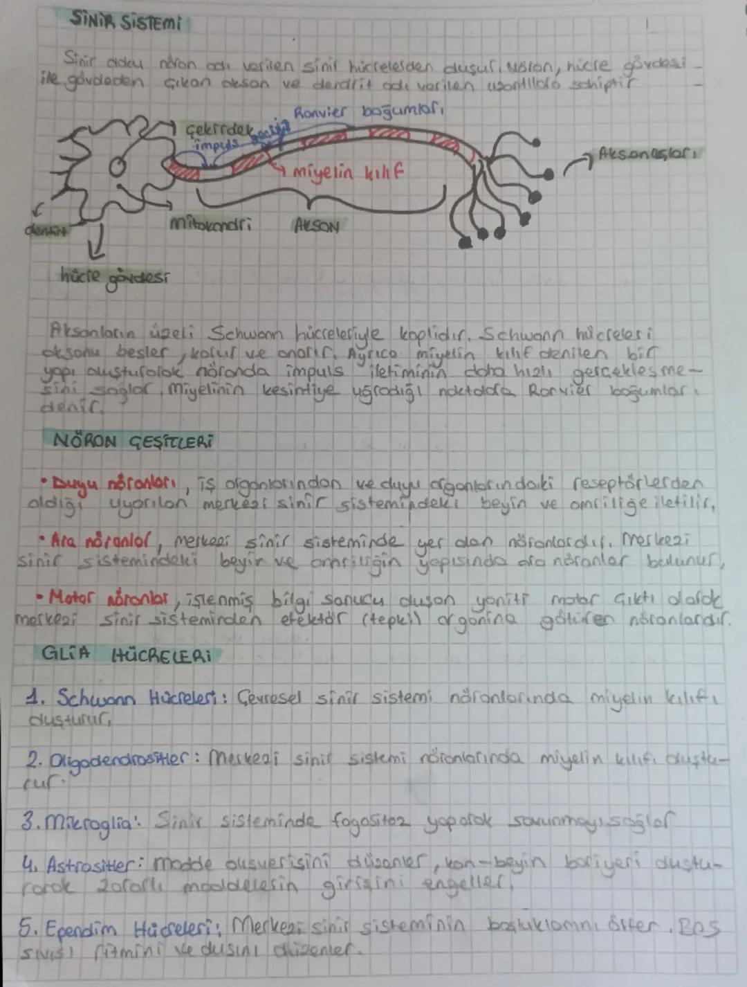 SINIR SISTEMI
Sinic odky nevon adı verilen sinir hücreleiden dusur, voron, hiere gövdesi
ile gövdeden çıkan deson ve derdlit adı verilen uso