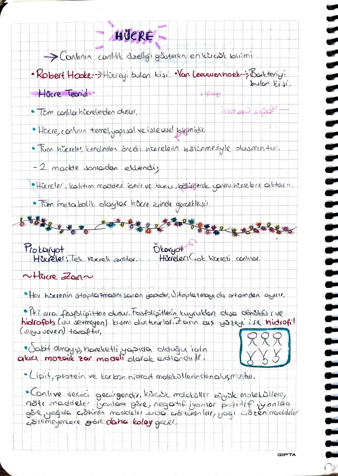 HÜCRE
Canlının conlilik özelliği gösteren en küçük birimi
• Robert Hooke Hücreyi bulon kişi. •Van Leeuwenhoek--- Bakteriyi
Hücre Teorisi
• T