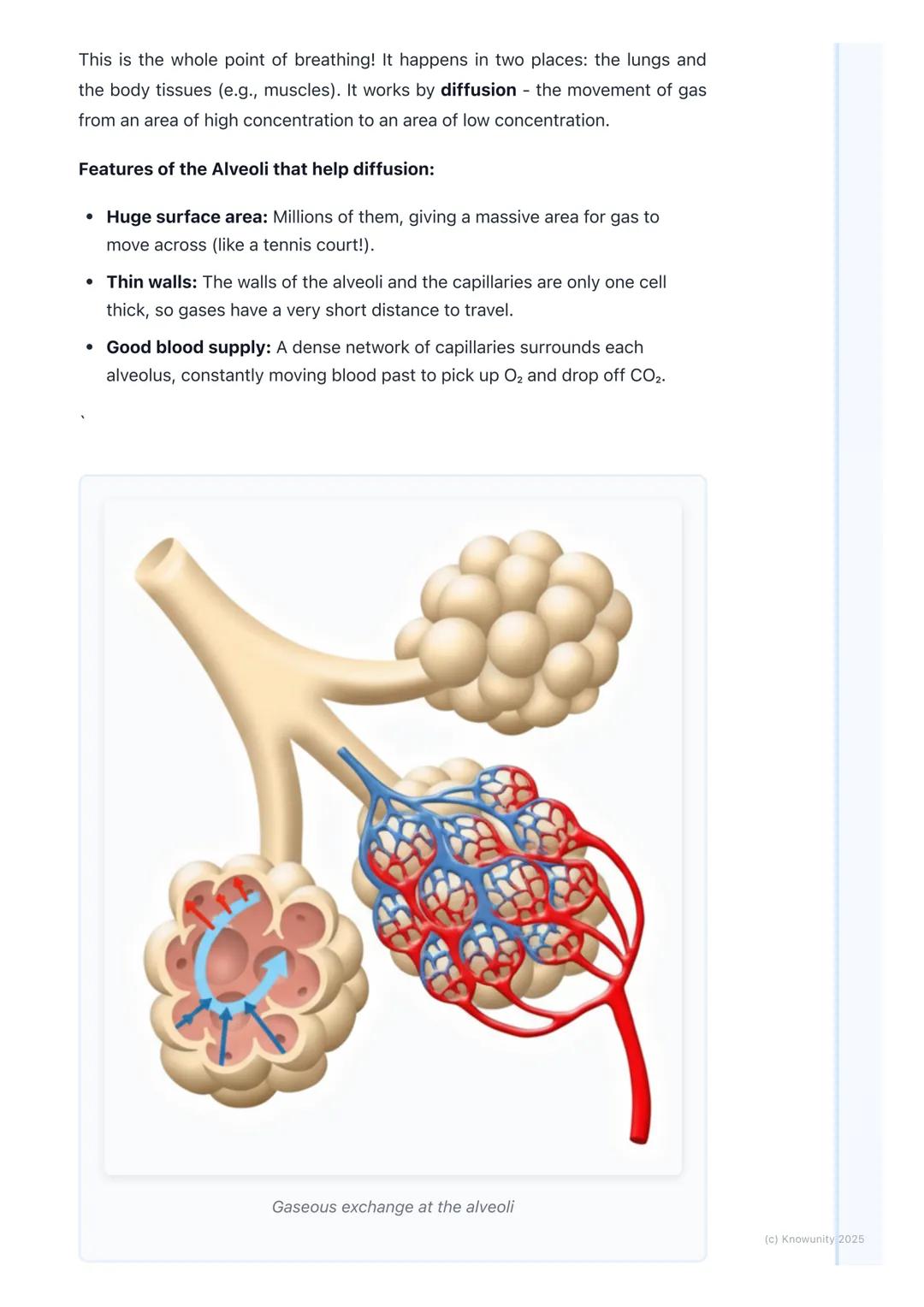 # Respiratory System
An introduction to the respiratory system
The main job of the respiratory system is to get oxygen (O2) from the air i