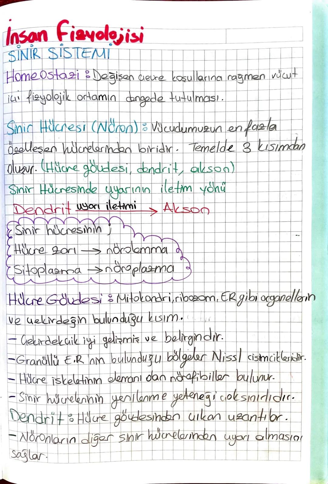 İnsan fizyolojisi sinir sistemi