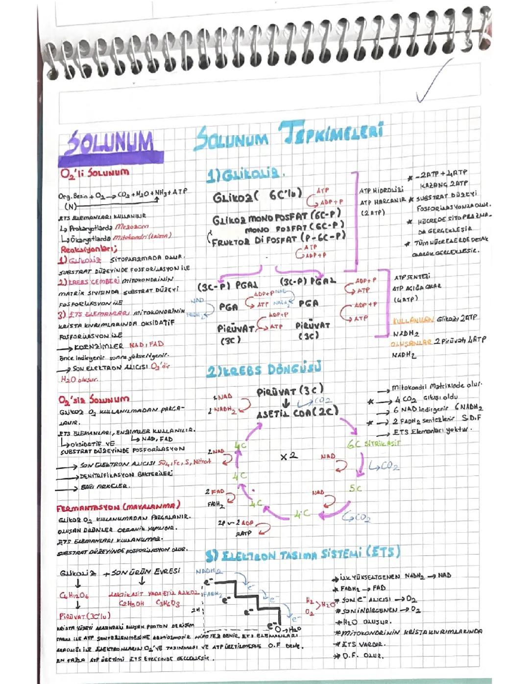 Solunum tepkimeleri 12.sınıf konu anlatımı biyoloji