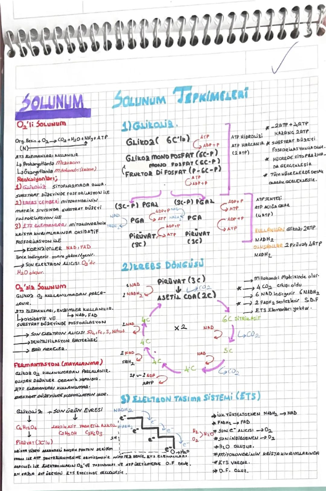 SBB
SOLUNUM
O'li SOLUNUM
Org, Besin Or CO,+H2O+NHg+ATP
(N)
TS ELEMANLARI KULLANIR
La Prokaryotlarda mesosom
Lokaryotlarda mitokondri (LISTA)
