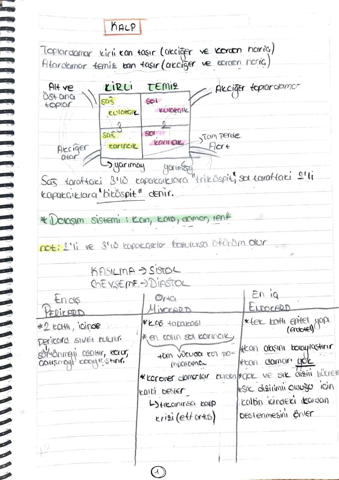# KALP
Toplardamar kirli kan taşır (akciğer ve Kordon naria)
Atardamar temiz ban taşır (akciğer ve coreen noia)
Alt ve
Üst ana
toplar
KİR