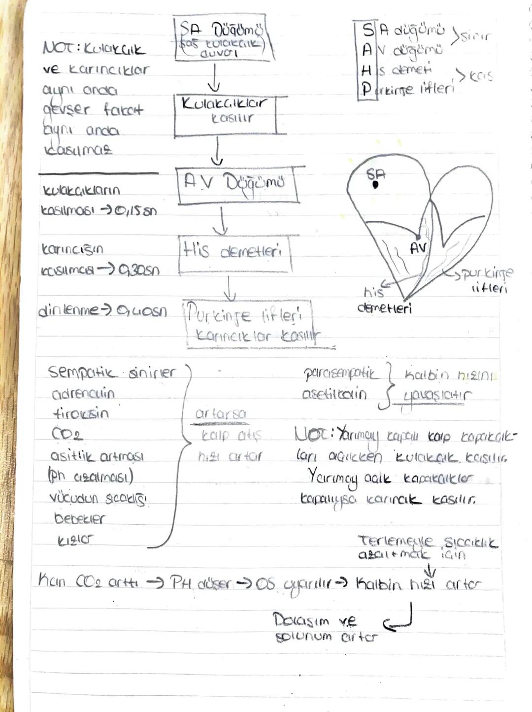 # KALP
Toplardamar kirli kan taşır (akciğer ve Kordon naria)
Atardamar temiz ban taşır (akciğer ve coreen noia)
Alt ve
Üst ana
toplar
KİR