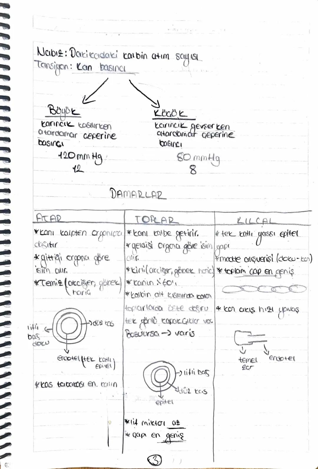 # KALP
Toplardamar kirli kan taşır (akciğer ve Kordon naria)
Atardamar temiz ban taşır (akciğer ve coreen noia)
Alt ve
Üst ana
toplar
KİR