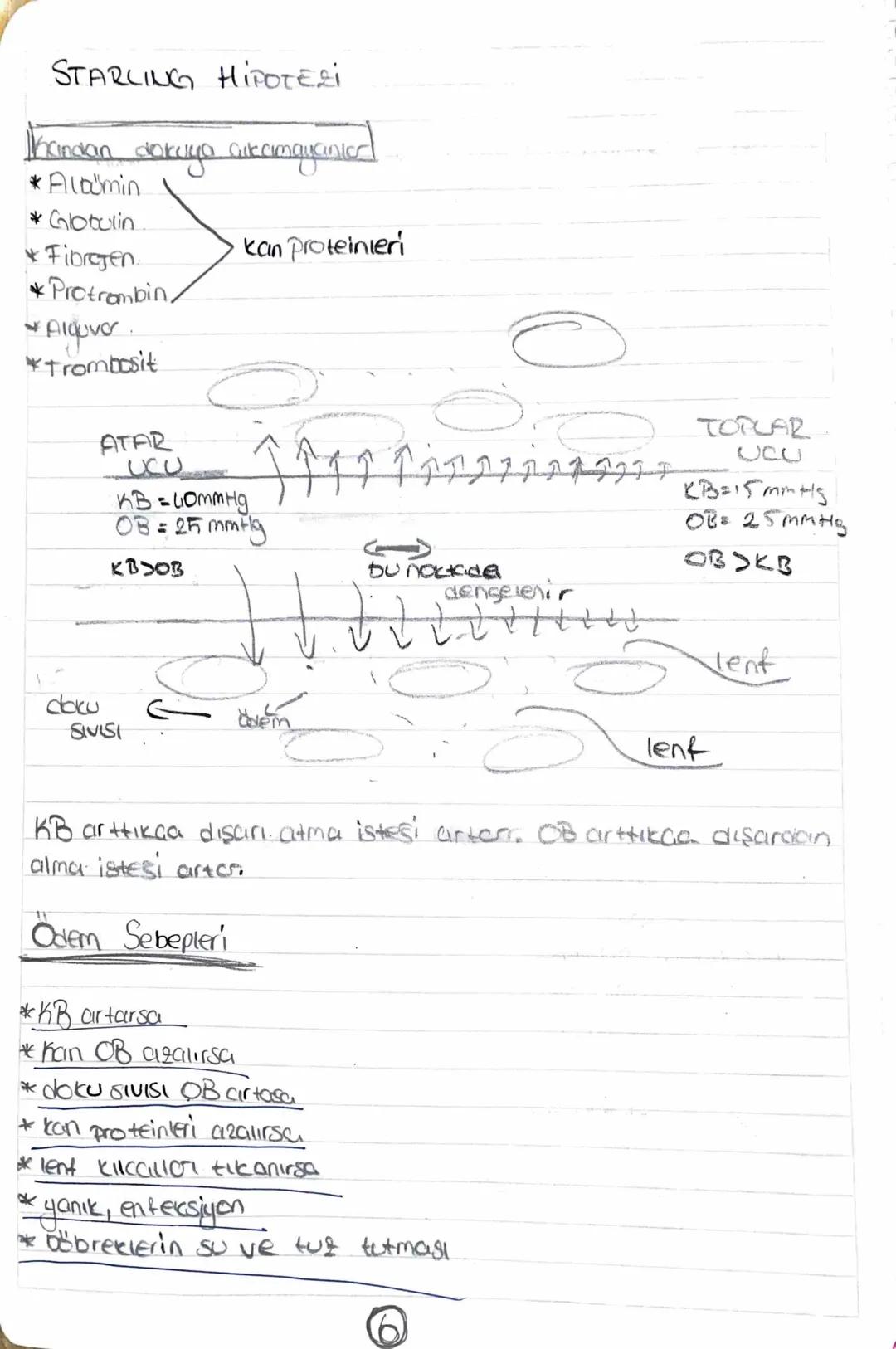 # KALP
Toplardamar kirli kan taşır (akciğer ve Kordon naria)
Atardamar temiz ban taşır (akciğer ve coreen noia)
Alt ve
Üst ana
toplar
KİR