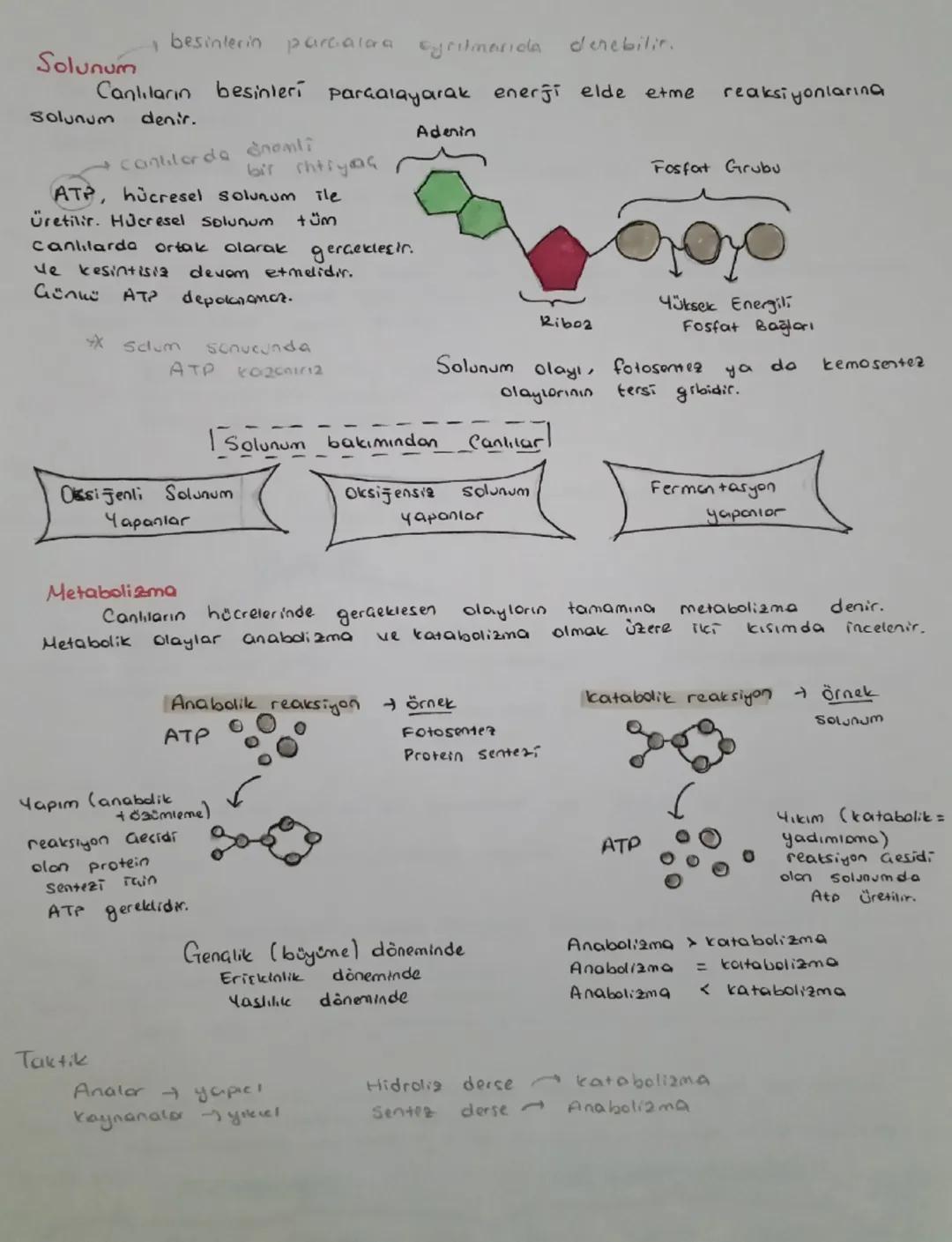 Canlılarla ilgili diğer ortak özelikler
okaryother da ortak
(prokaryot ve
bulunan elemanior)
Hücre zari
Atp
Sitoplazma
erbozom
Enzim
ONA-RNA
