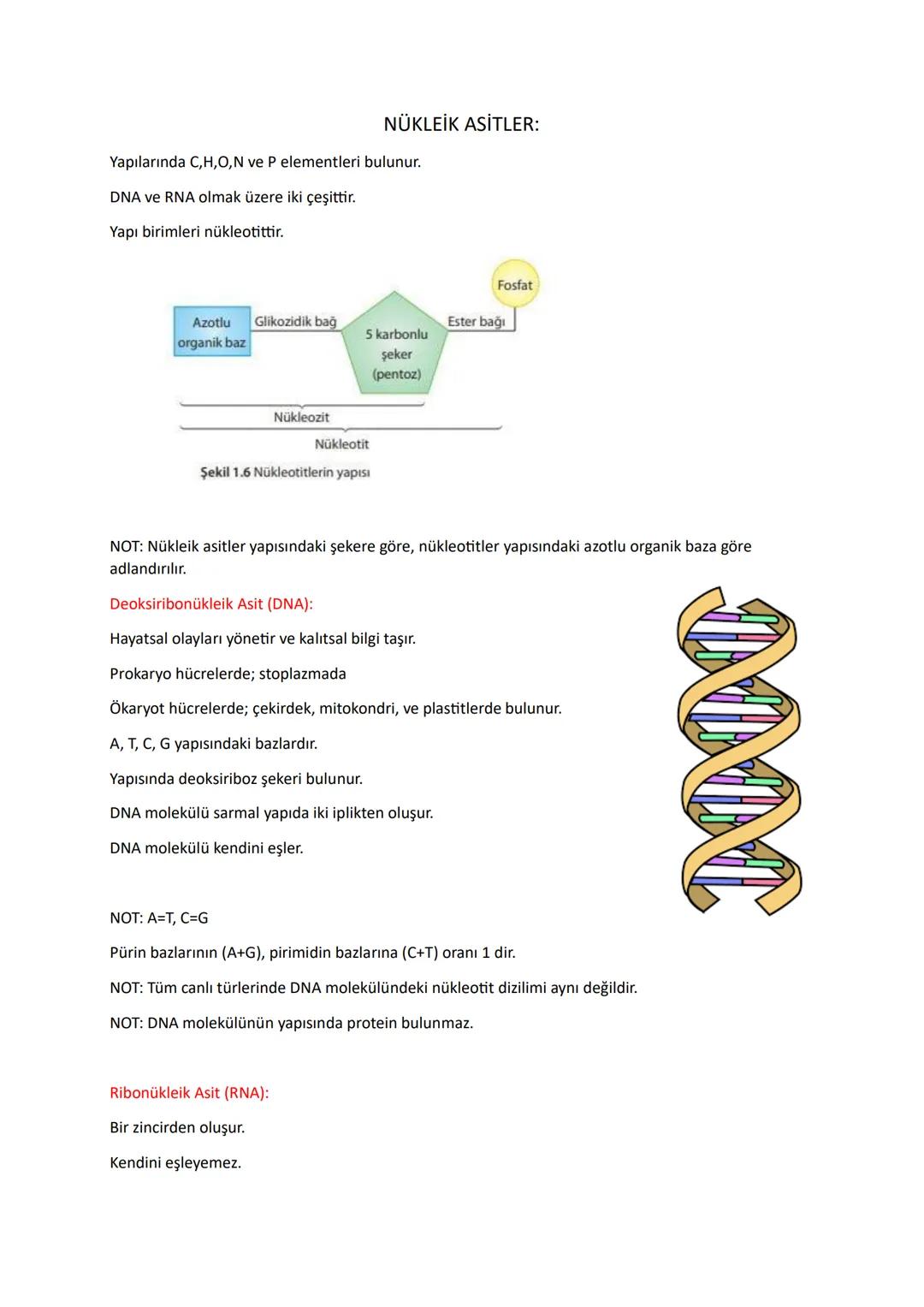 # NÜKLEİK ASİTLER:
Yapılarında C,H,O,N ve P elementleri bulunur.
DNA ve RNA olmak üzere iki çeşittir.
Yapı birimleri nükleotittir.
Fosfa