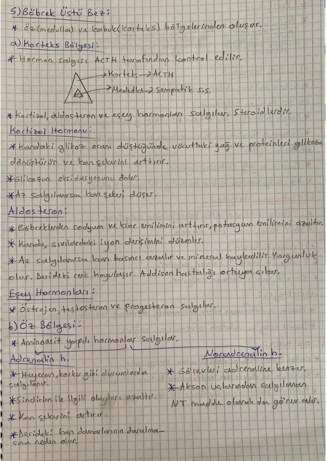 Hormoni
ENDOKRIN SISTEM
*Organik maddelerdir.
* Kan yoluyla taşınırlar.
* Çalışması yavaştır. Fakat uzun süre etkilidic
*Karma bezlerden, iç