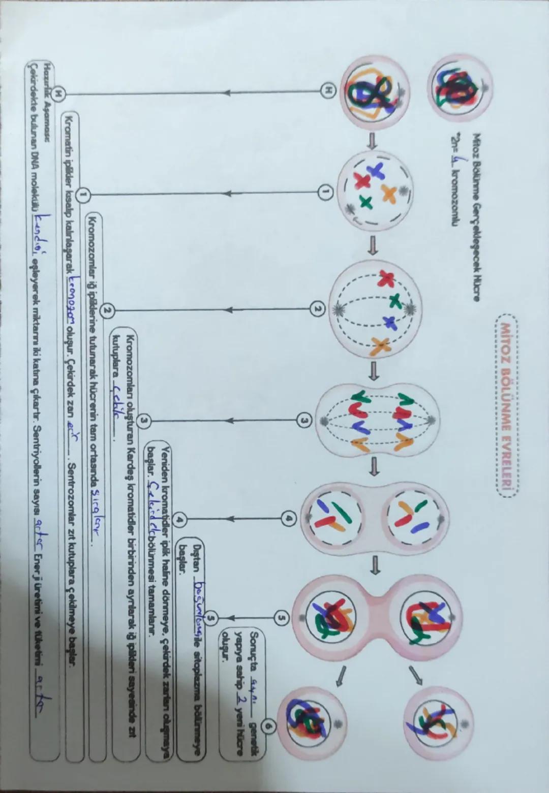 7. Sınıf mitoz bölünme
