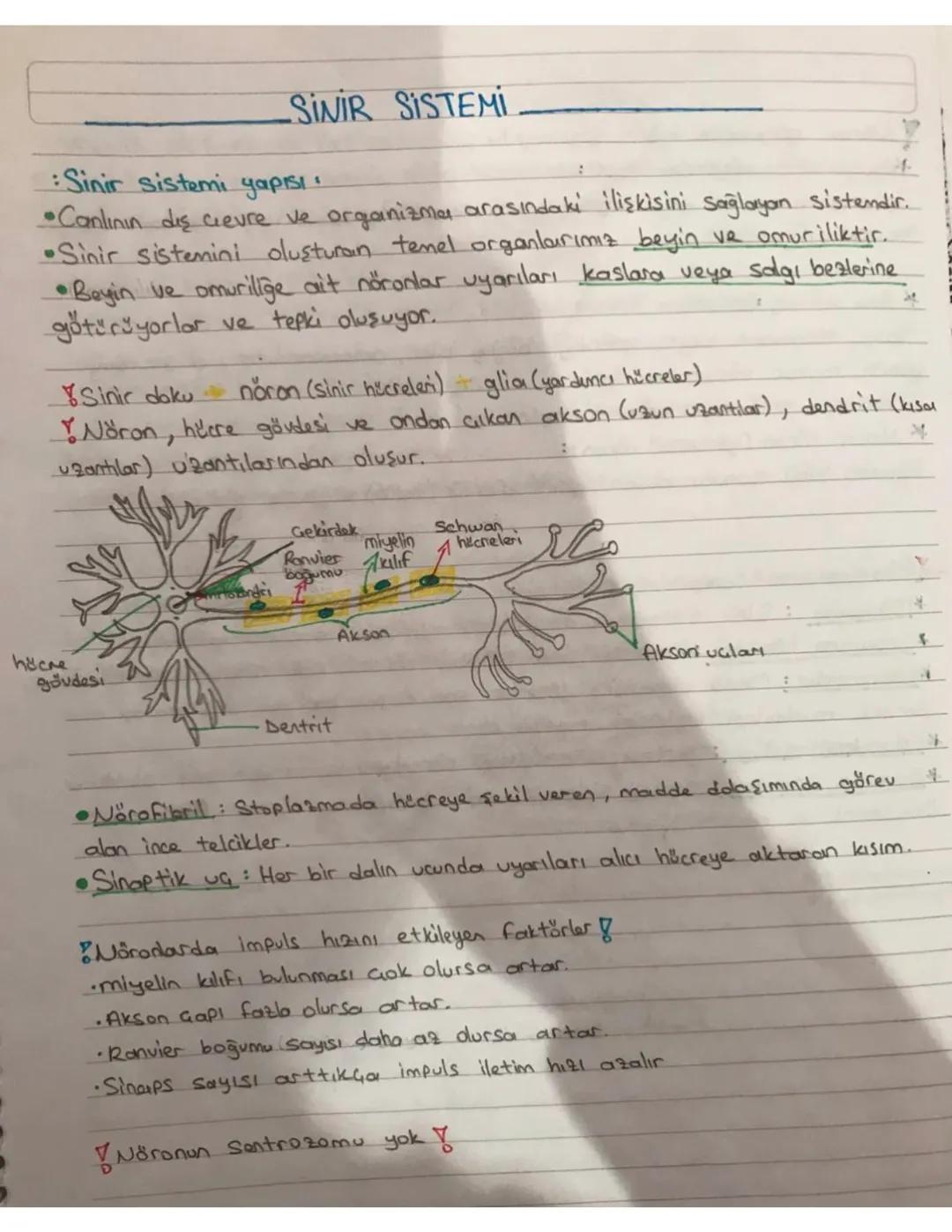 AYT BİYOLOJİ SİNİR SİSTEMİ DETAYLI KONU ANLATIMI