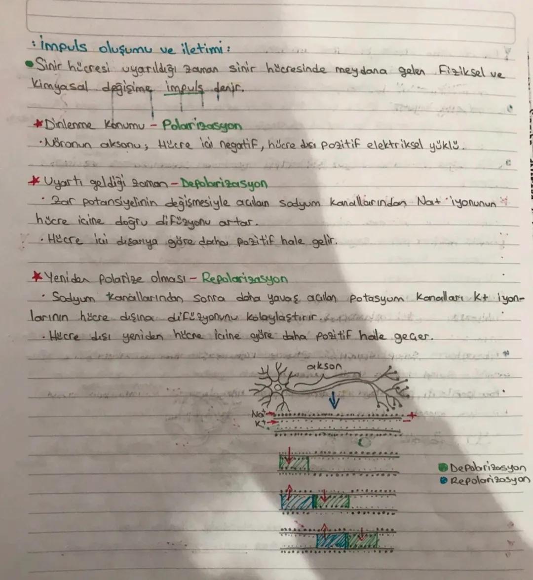 SINIR SISTEMI
Sinir sistemi yapısı!
•Canlının dış cevre ve organizma arasındaki ilişkisini sağlayan sistemdir.
•Sinir sistemini oluşturan te