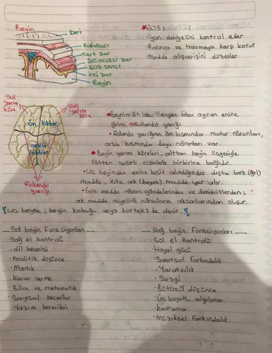 SINIR SISTEMI
Sinir sistemi yapısı!
•Canlının dış cevre ve organizma arasındaki ilişkisini sağlayan sistemdir.
•Sinir sistemini oluşturan te