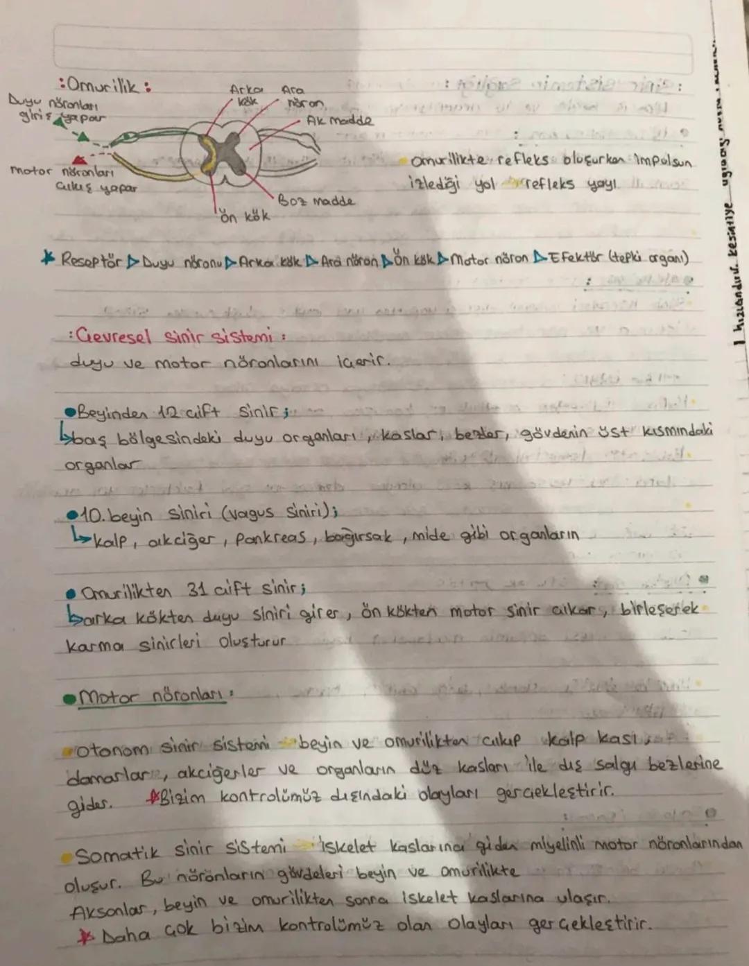 SINIR SISTEMI
Sinir sistemi yapısı!
•Canlının dış cevre ve organizma arasındaki ilişkisini sağlayan sistemdir.
•Sinir sistemini oluşturan te