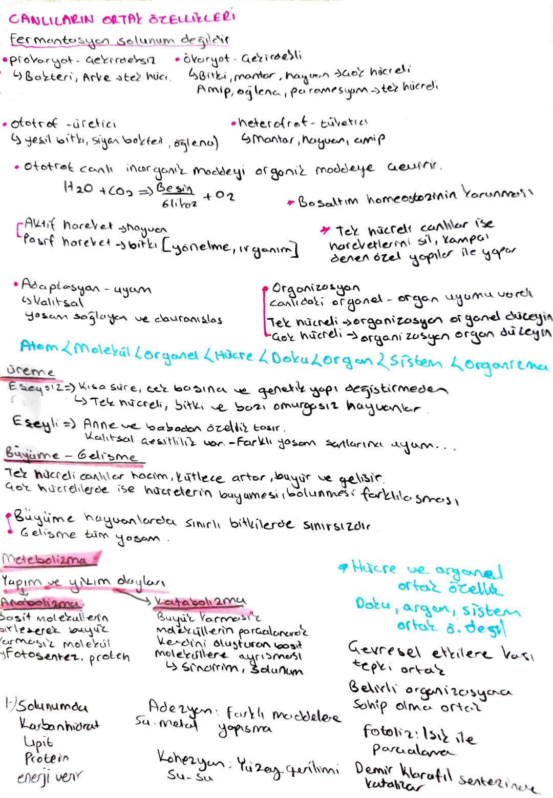 CANLILARIN ORTAK ÖZELLİKLERİ
fermantasyon Solunum değildir
•prokaryat. Gekirdensiz
4 Bakteri, Arke sted hvice.
• ototrof -üretici
• Ökaryot.
