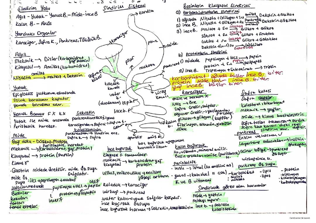 11. Sınıf Biyoloji Ders Notları: Sistemler